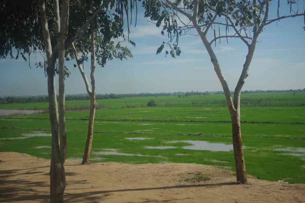 Près du village de Phnom Krom (ភ្នំក្រោម). Rizières vues de la fenêtre de la maison de notre bâtelier, le 25 janvier 2023