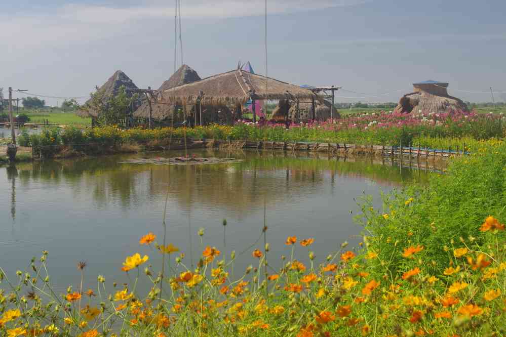 Visite d’une culture de fleurs de lotus près de Phnom Krom (ភ្នំក្រោម), le 25 janvier 2023