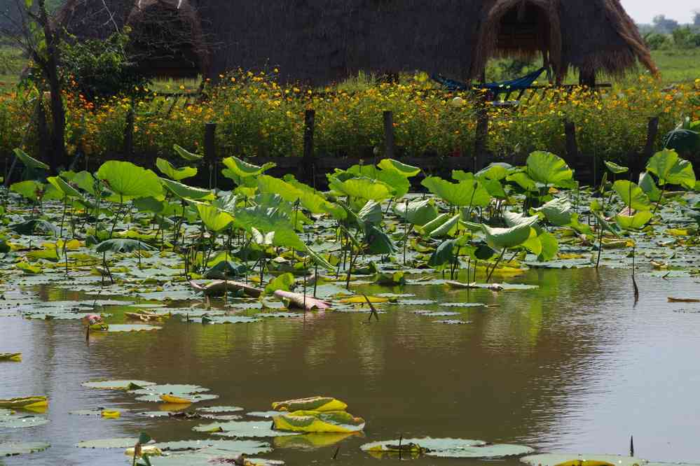 Visite d’une culture de fleurs de lotus près de Phnom Krom (ភ្នំក្រោម), le 25 janvier 2023
