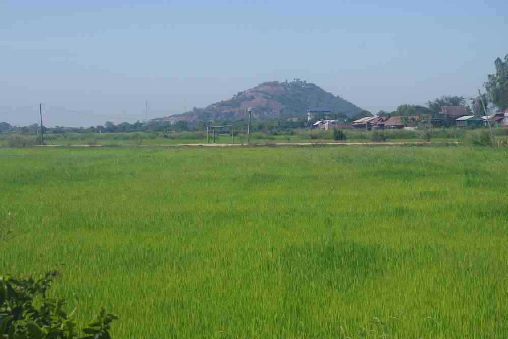 Visite d’une culture de fleurs de lotus près de Phnom Krom (ភ្នំក្រោម). Rizière à proximité, le 25 janvier 2023