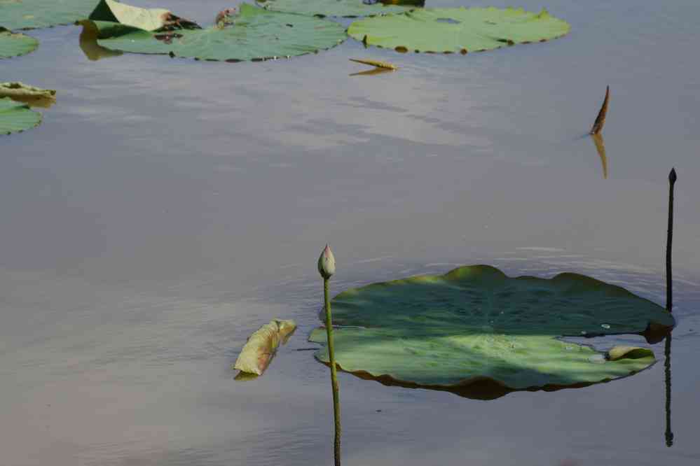 Visite d’une culture de fleurs de lotus près de Phnom Krom (ភ្នំក្រោម), le 25 janvier 2023