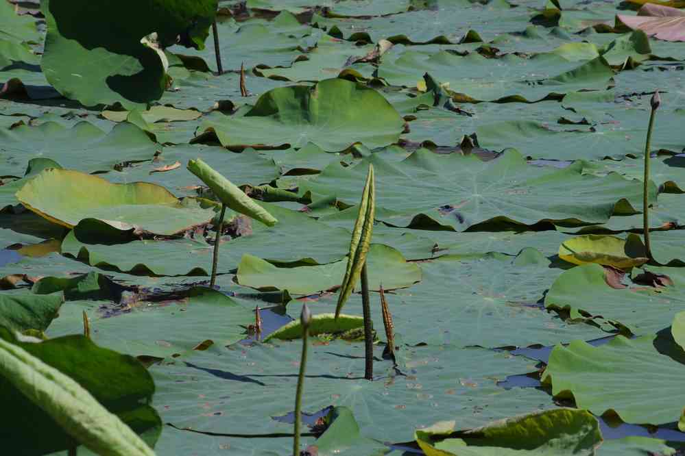 Visite d’une culture de fleurs de lotus près de Phnom Krom (ភ្នំក្រោម), le 25 janvier 2023