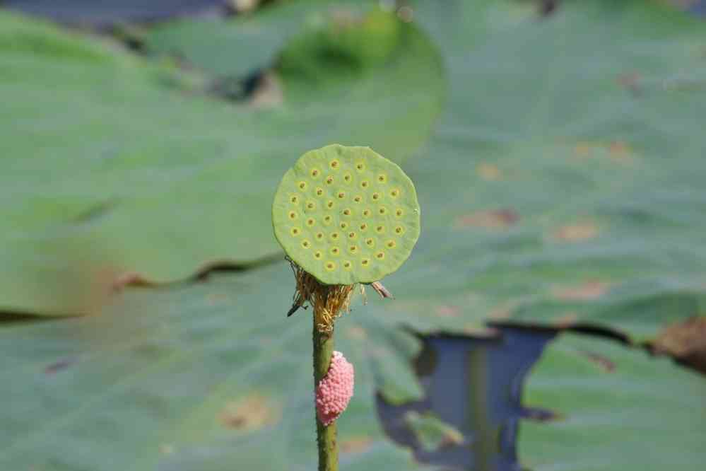 Visite d’une culture de fleurs de lotus près de Phnom Krom (ភ្នំក្រោម), le 25 janvier 2023