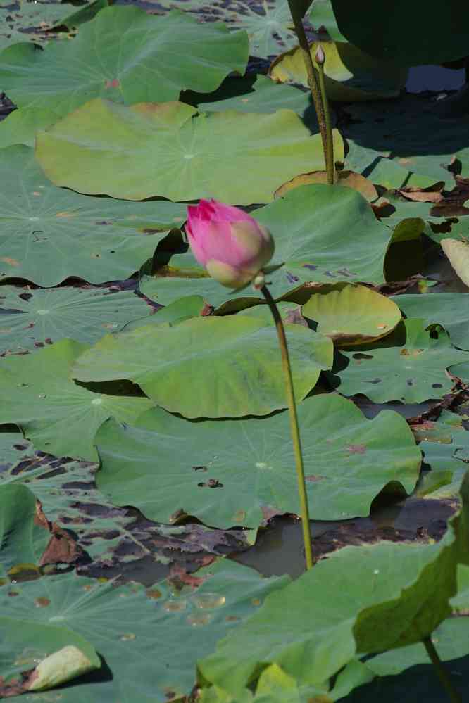 Visite d’une culture de fleurs de lotus près de Phnom Krom (ភ្នំក្រោម), le 25 janvier 2023