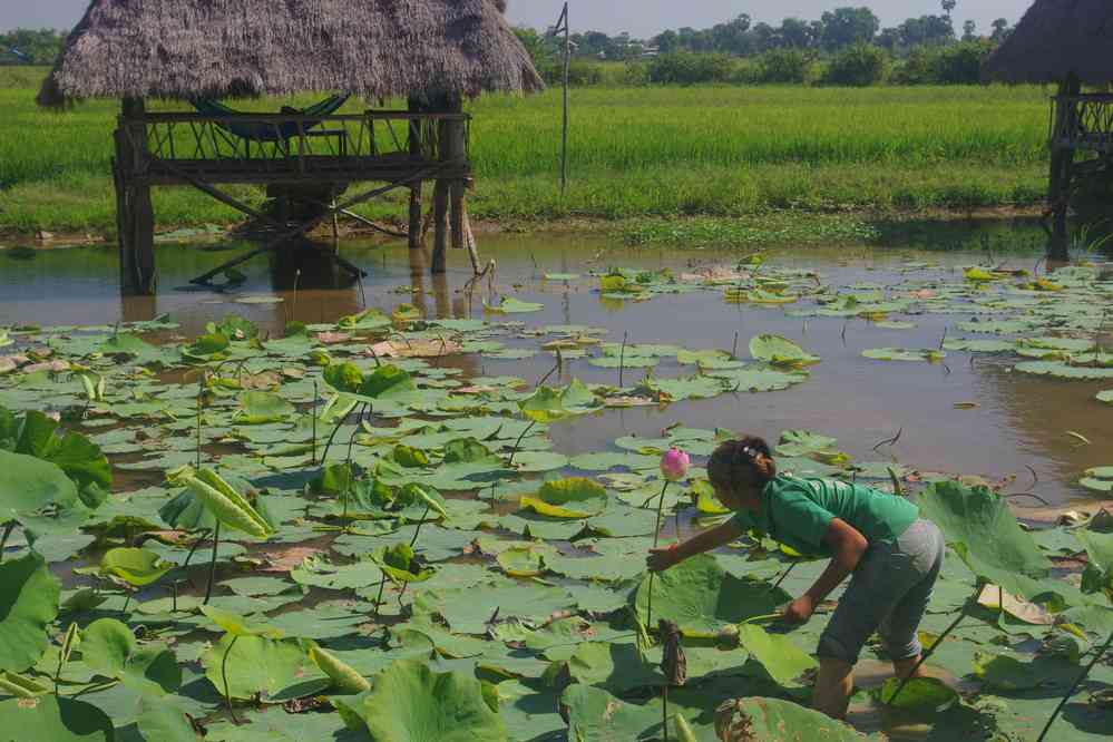 Visite d’une culture de fleurs de lotus près de Phnom Krom (ភ្នំក្រោម), le 25 janvier 2023