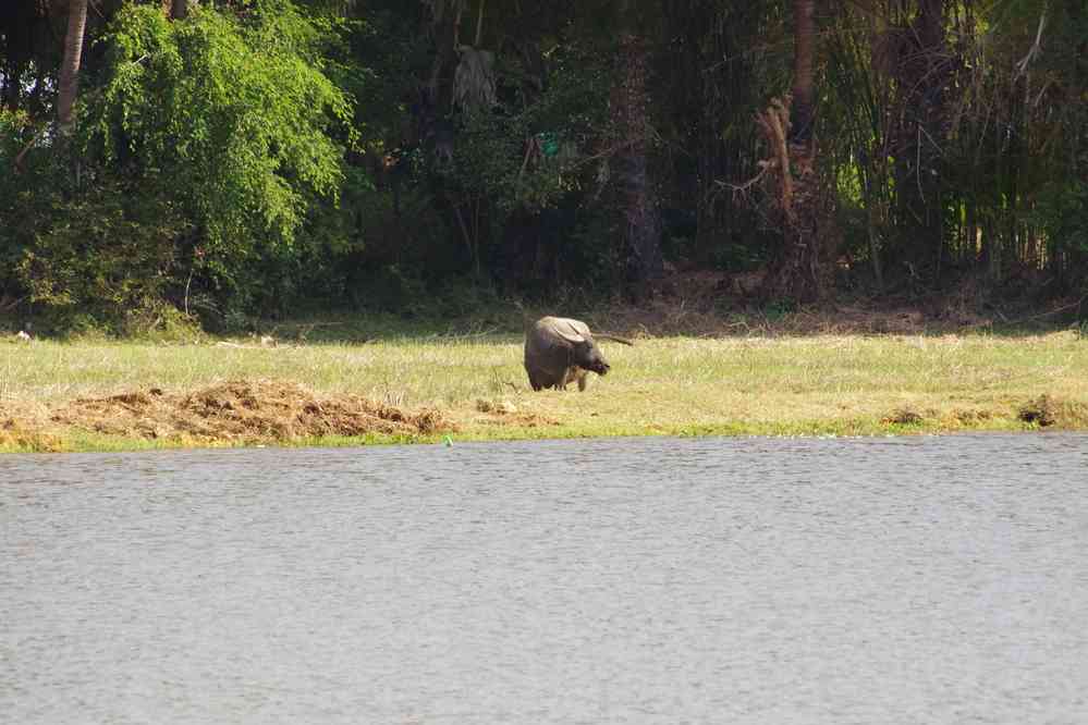 Balade vespérale autour de notre gîte. Buffle dans un pré, le 25 janvier 2023