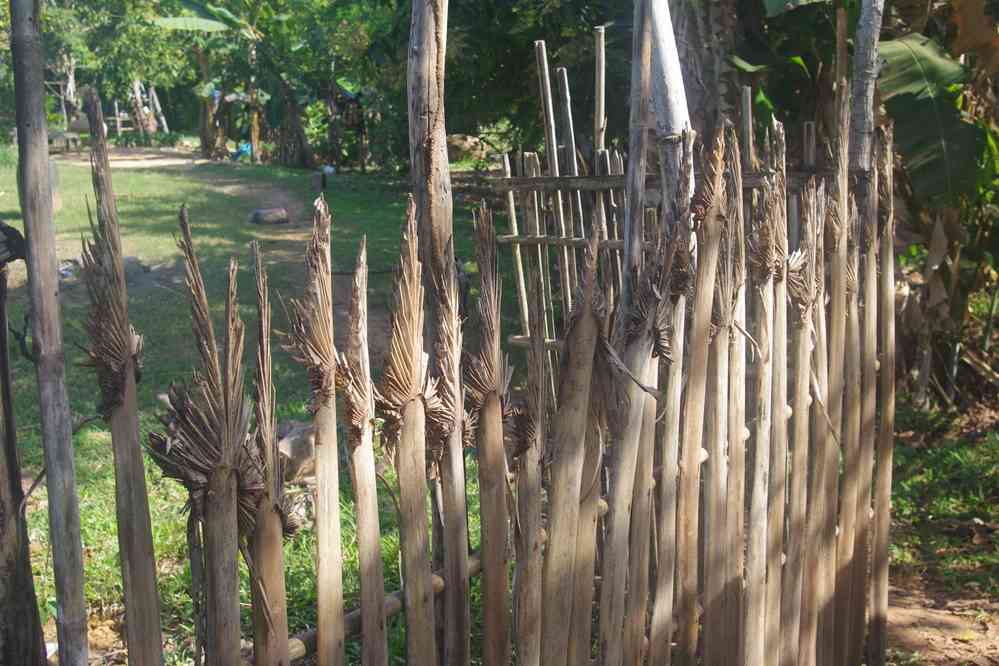 Balade vespérale autour de notre gîte. Tiges de palmier à sucre, le 25 janvier 2023