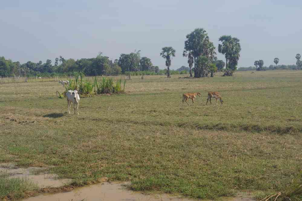 Balade vespérale autour de notre gîte, le 25 janvier 2023