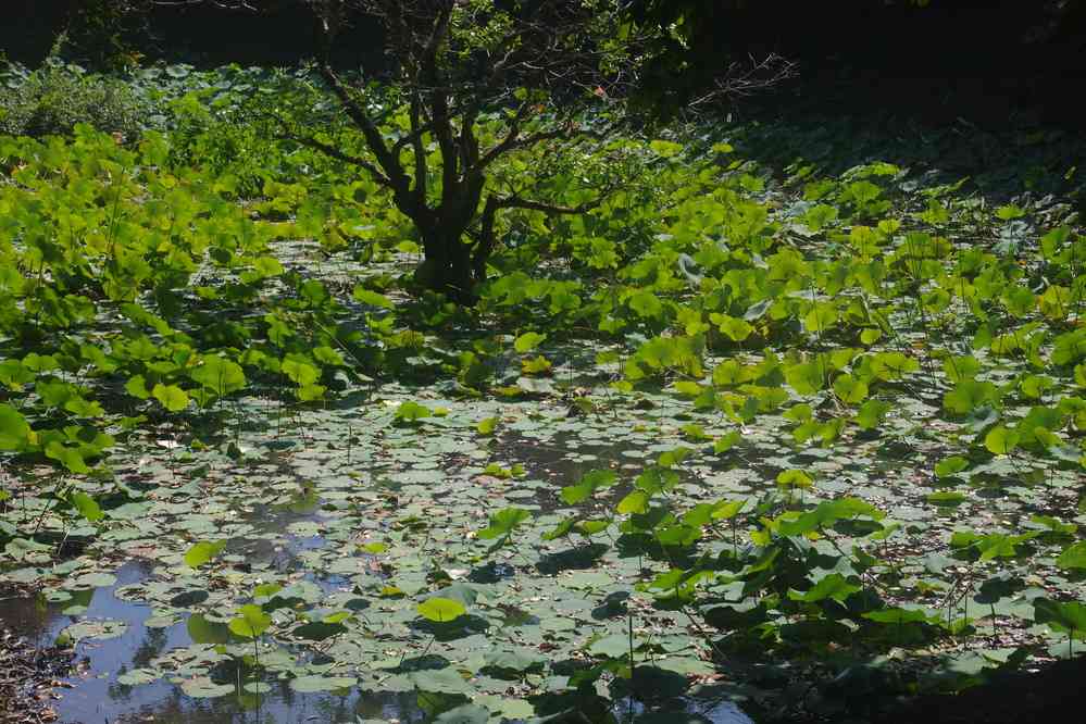 Visite du temple de Chau Srei Vibol (ប្រាសាទ​ចៅ​ស្រី​វិបុល). Le baray (បារាយណ៍) entourant le site, le 26 janvier 2023