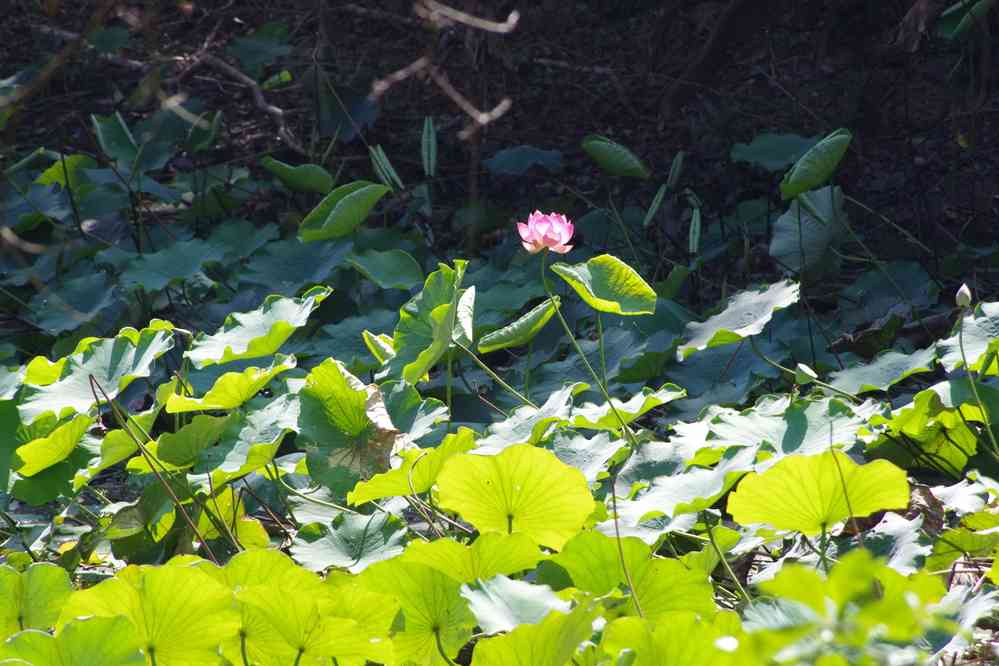Visite du temple de Chau Srei Vibol (ប្រាសាទ​ចៅ​ស្រី​វិបុល). Fleur de lotus dans le baray (បារាយណ៍) entourant le site, le 26 janvier 2023