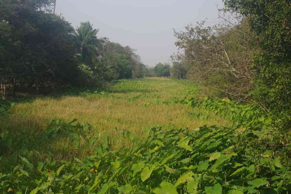 Le baray (បារាយណ៍) du temple de Phumi Boeng Mealea (ភូមិបឹងមាលា), le 27 janvier 2023