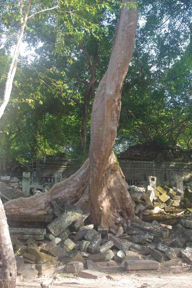Visite du temple de Phumi Boeng Mealea (ភូមិបឹងមាលា). Arbre fromager, le 27 janvier 2023