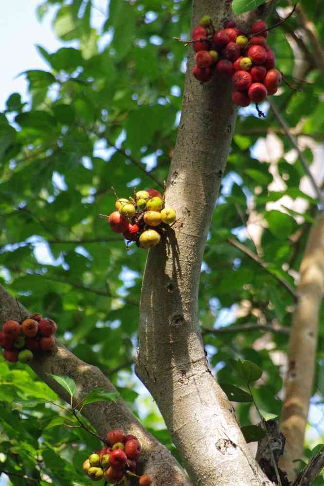 Visite du temple de Phumi Boeng Mealea (ភូមិបឹងមាលា), le 27 janvier 2023