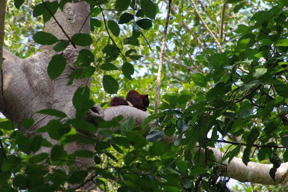 Visite du temple de Phumi Boeng Mealea (ភូមិបឹងមាលា). Écureuil, le 27 janvier 2023