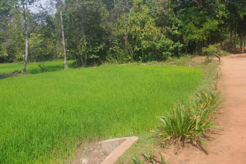 Rizière près du temple de Banteay Srei (បន្ទាយស្រី), le 27 janvier 2023