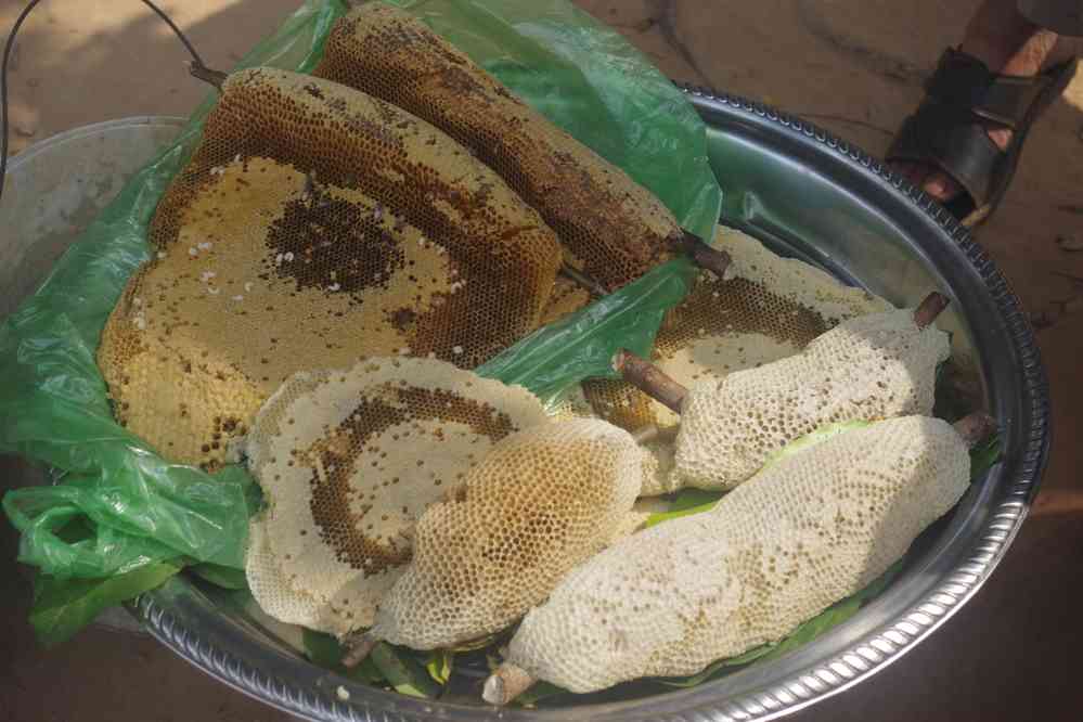 Près du temple de Banteay Srei (បន្ទាយស្រី), le 27 janvier 2023