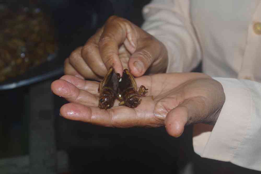 Dégustation d’insectes grillés. Marché à l’entrée de Siem Reap (ក្រុងសៀមរាប), le 27 janvier 2023