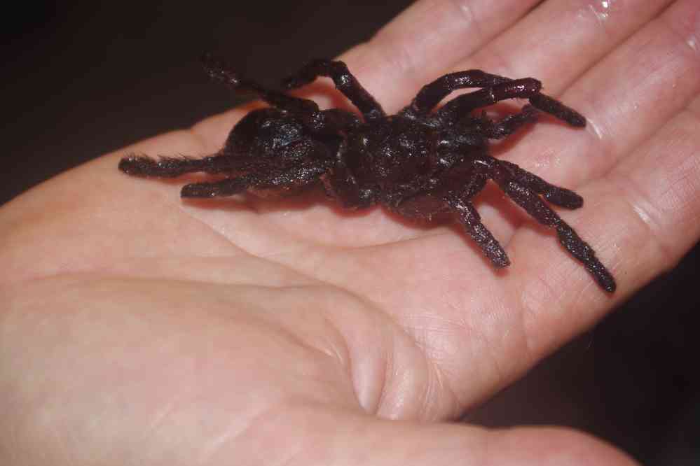 Dégustation d’insectes grillés. Marché à l’entrée de Siem Reap (ក្រុងសៀមរាប), le 27 janvier 2023