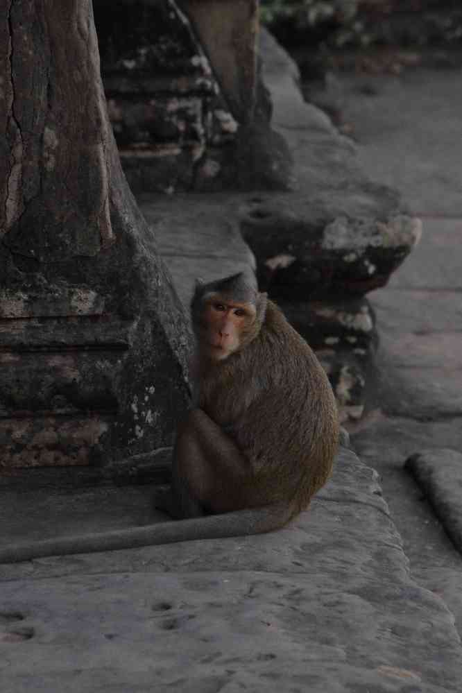 Singe dans le temple d’Angkor Vat (ប្រាសាទអង្គរវត្ត), le 28 janvier 2023