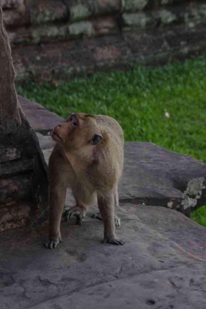 Singe dans le temple d’Angkor Vat (ប្រាសាទអង្គរវត្ត), le 28 janvier 2023