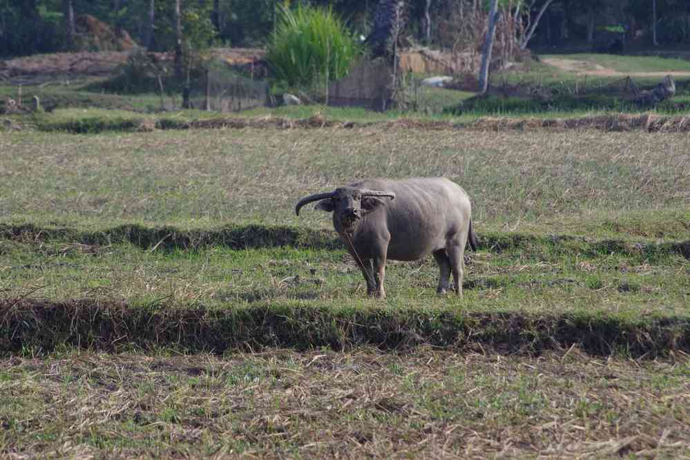 Petite marche en direction du temple de Banteay Samré (ប្រាសាទបន្ទាយសំរ៉ែ), le 28 janvier 2023. Buffle dans un champ