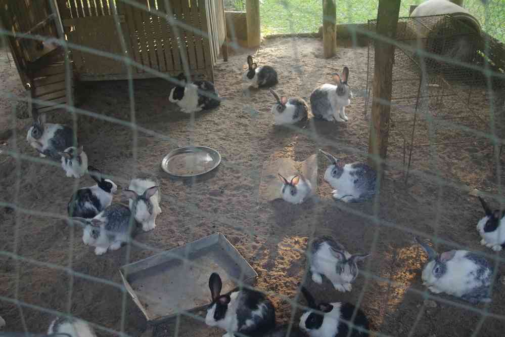 Notre gîte en bord de rivière, près de Kampot (ក្រុងកំពត). Élevage de lapins, le 31 janvier 2023