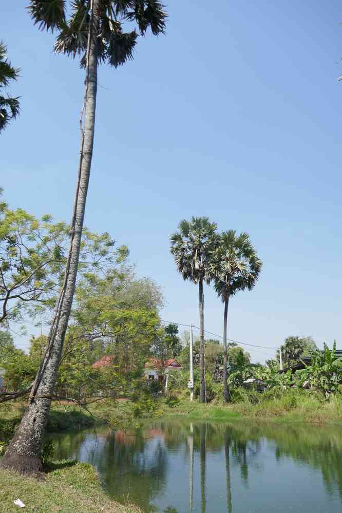 Récolte périlleuse du sucre de palme, le 31 janvier 2023. Balade à vélo dans les environs de Kampot (ក្រុងកំពត)