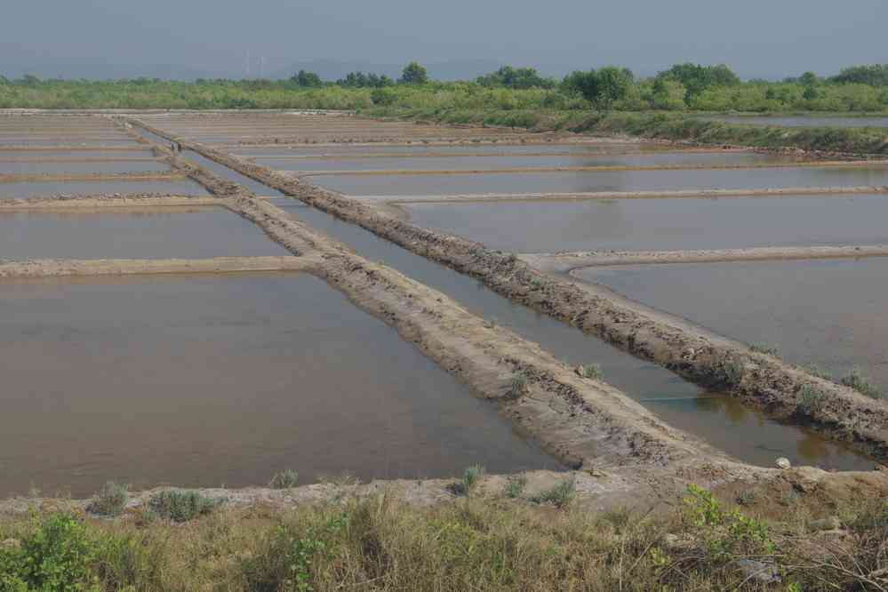 Visite des salines de Kampot (ក្រុងកំពត), le 31 janvier 2023