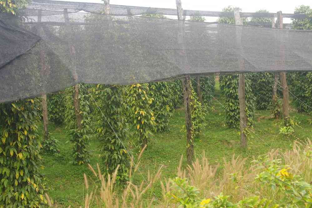 Visite des poivrières de Kampot (ក្រុងកំពត), le 1ᵉʳ février 2023