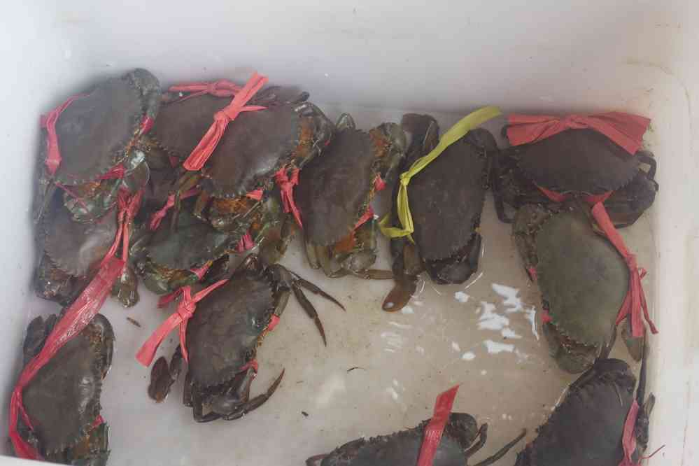 Fruits de mer au marché de Kep (ឆ្នេរកែប), le 1ᵉʳ février 2023