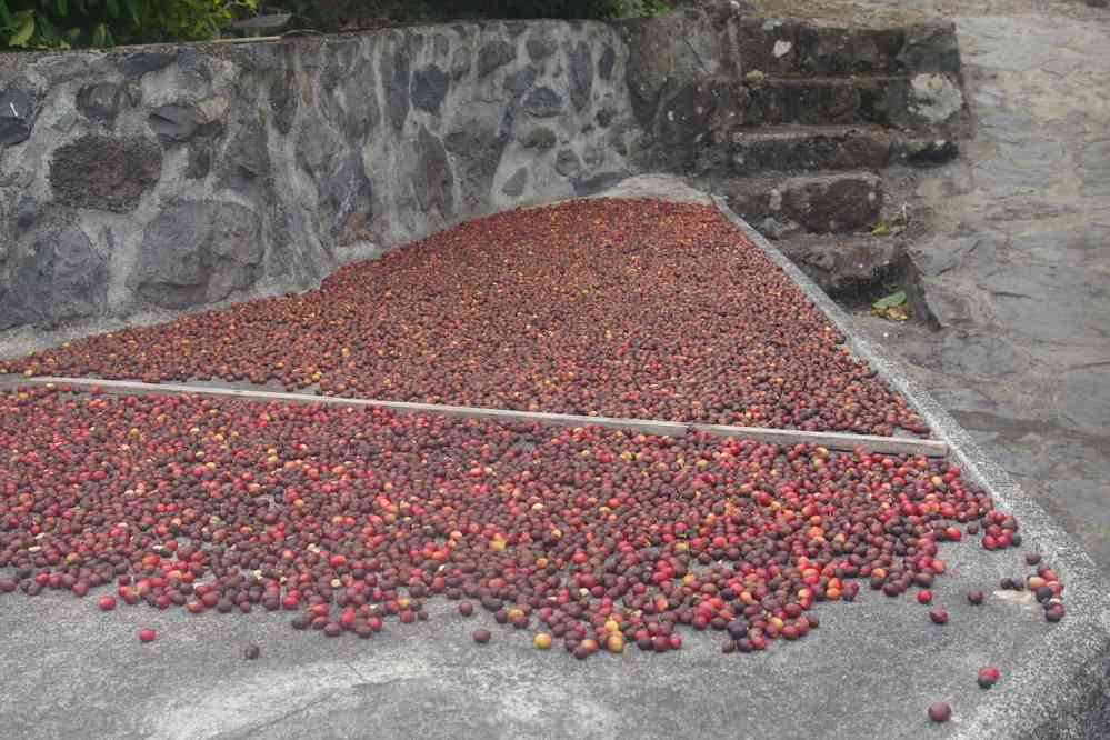 Igreja de São Sebastião, plantation de café, le 28 juin 2023