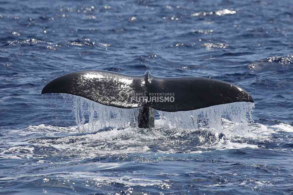 Rorqual boréal (photo : Futurismo). Excursion en mer depuis Ponda Delgada, le 7 juillet 2023