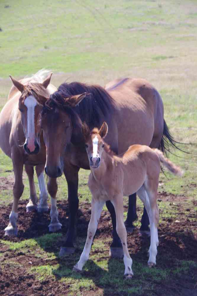 En direction du sommet Kom (връх Ком), le 20 juillet 2019