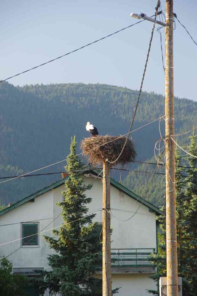 Cigognes à Govedartsi (Говедарци), le 21 juillet 2019
