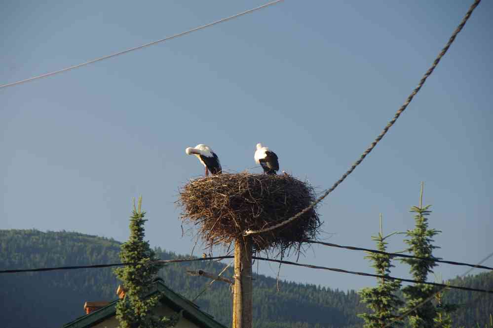 Cigognes à Govedartsi (Говедарци), le 21 juillet 2019