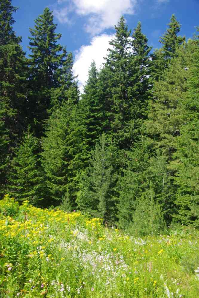 Montée vers les Sept lacs, le 22 juillet 2019