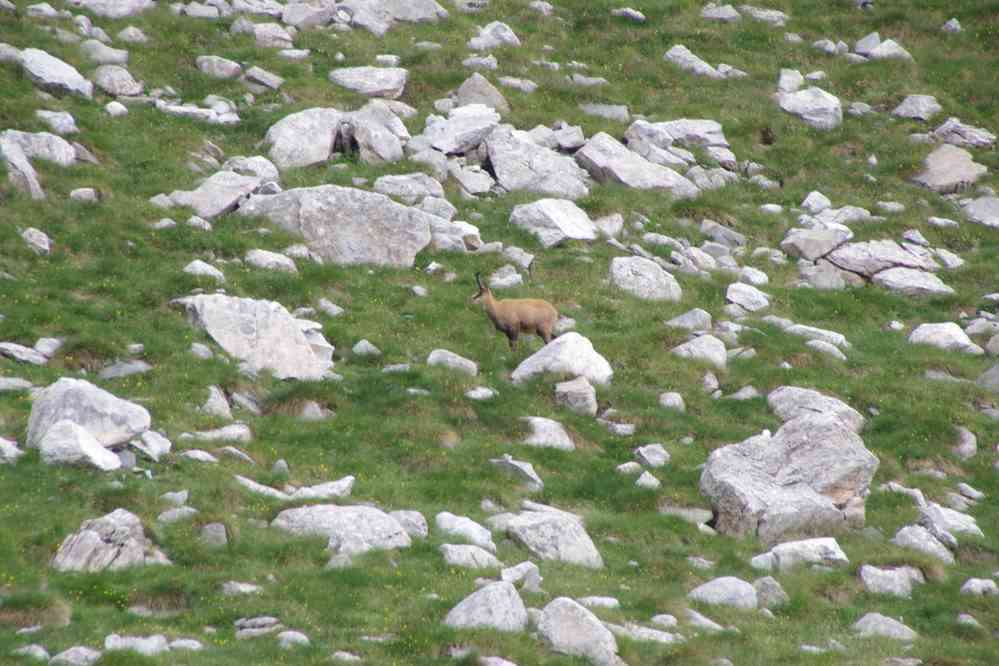 Chamois, le 24 juillet 2019