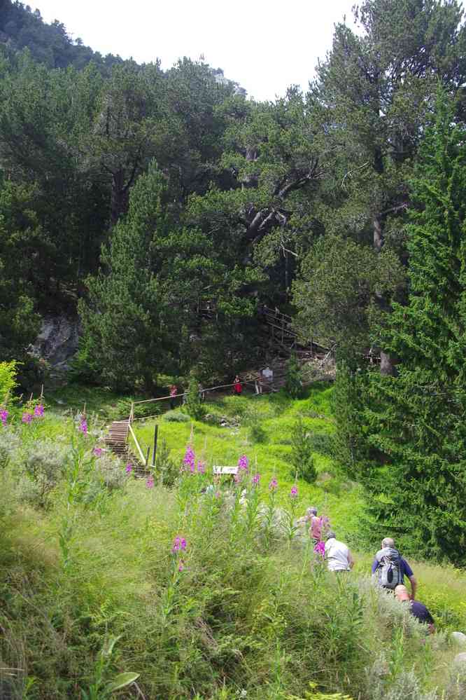 Le plus vieil arbre de Bulgarie (1500 ans), le 24 juillet 2019