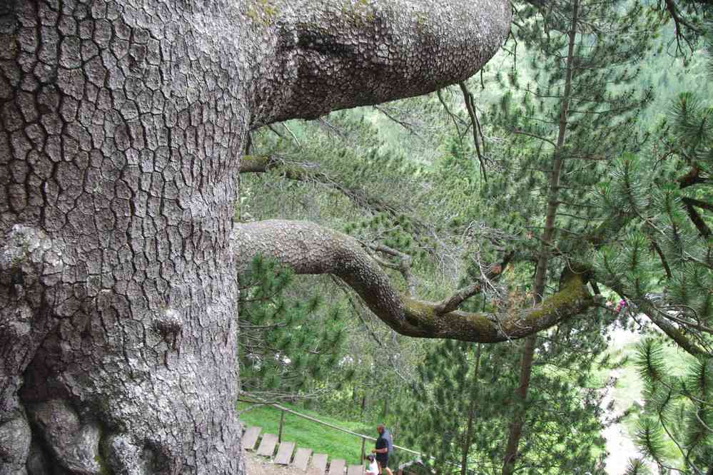 Le plus vieil arbre de Bulgarie (1500 ans), le 24 juillet 2019