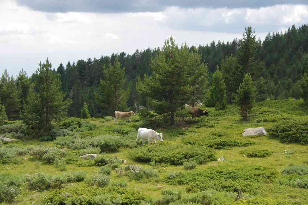 Troupeau dans la forêt, le 25 juillet 2019