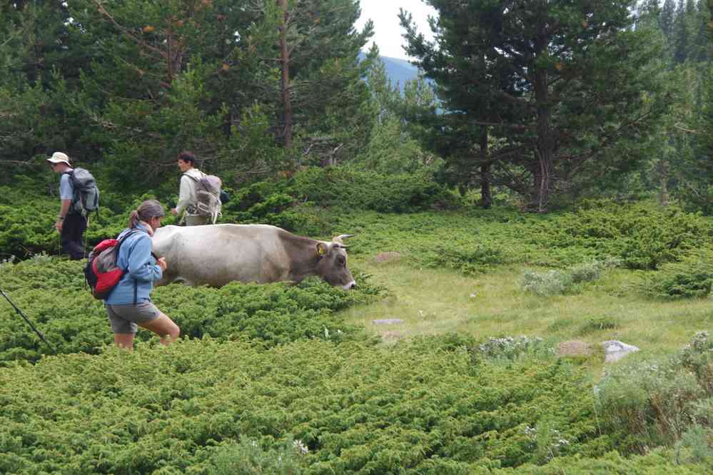 Troupeau dans la forêt, le 25 juillet 2019