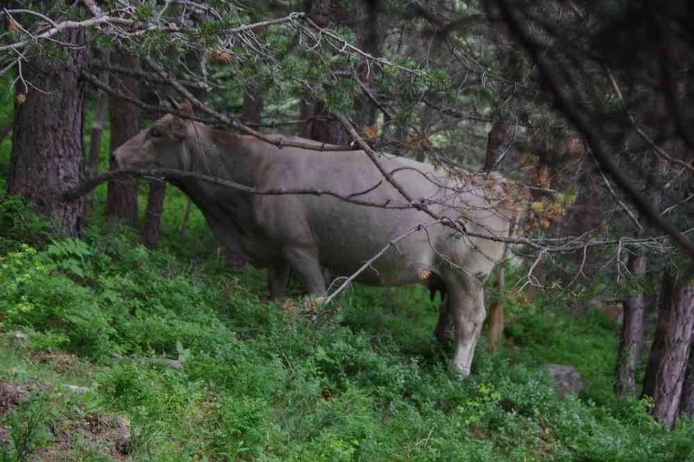 Comment elle arrive à passer ? (25 juillet 2019)