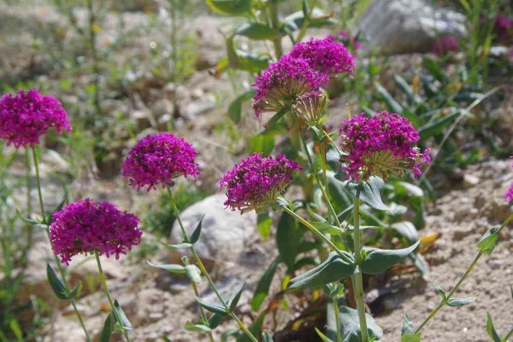 Yvo a sûrement dit ce que c’était, le 26 juillet 2019