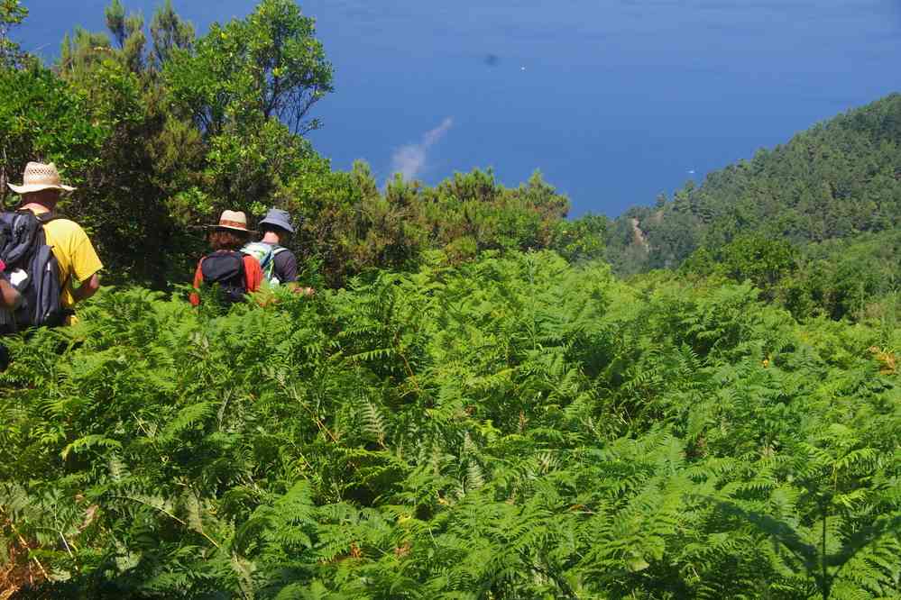 Salina, mont Fossa delle Felci. Descente dans les fougères, le 3 août 2020