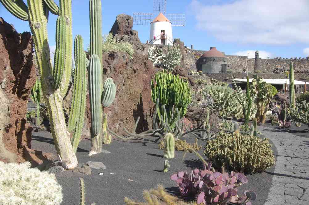 Jardin de cactus à Guatiza, le 3 janvier 2014