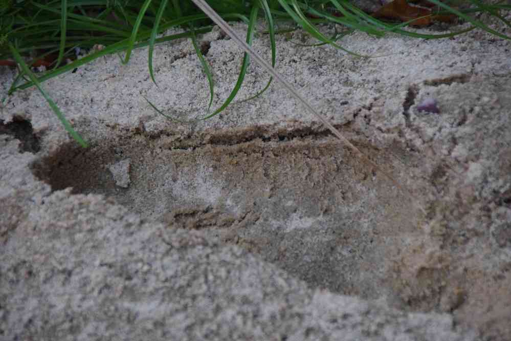 Trace de crocodile dans la vallée de la rivière Sakamaly, le 19 juillet 2018
