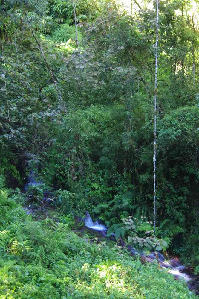 Forêt primaire dans l’Andringitra, le 26 juillet 2018
