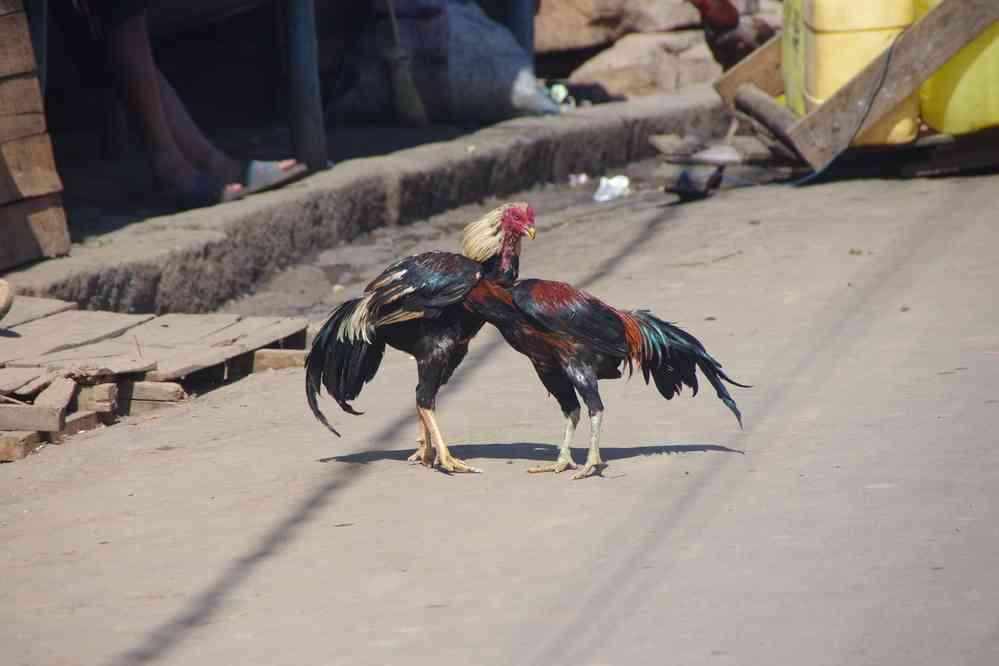 Randonnée urbaine à Tananarive. Coqs de combat à l’entrainement, le 1ᵉʳ août 2018