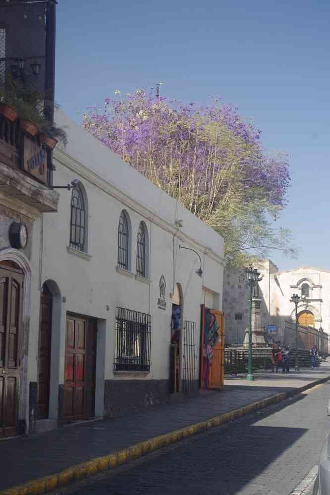 Arequipa, jacaranda situé plazza San Francisco, le 4 août 2024