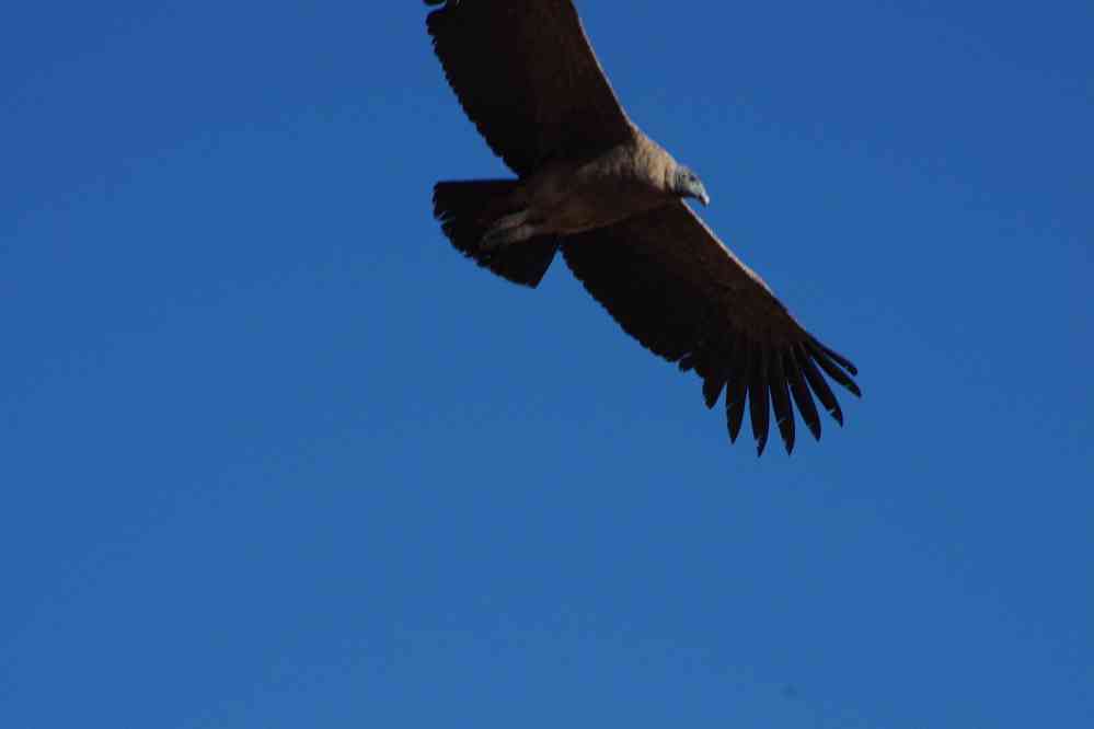 Cañon de Colca, la croix du Condor, le 6 août 2024